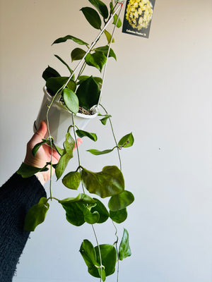 Hoya - Cominsii Collection No. 76