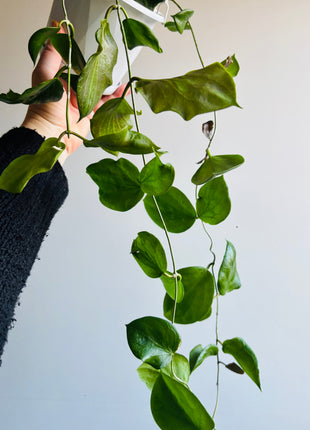 Hoya - Cominsii Collection No. 76