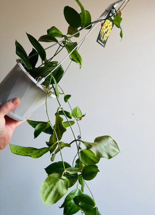 Hoya - Cominsii Collection No. 76