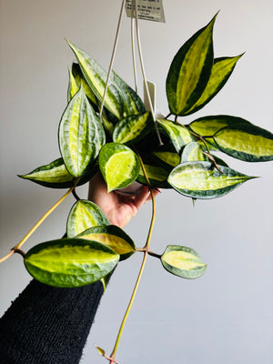 Hoya - Macrophylla ‘Pot of Gold’ Collection No. 232
