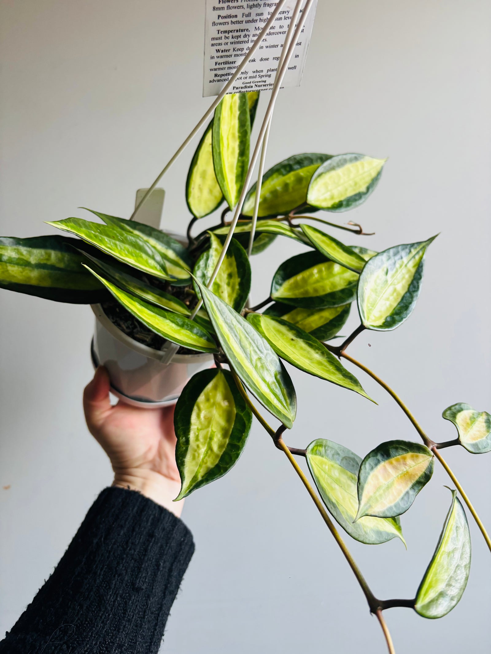 Hoya - Macrophylla ‘Pot of Gold’ Collection No. 232