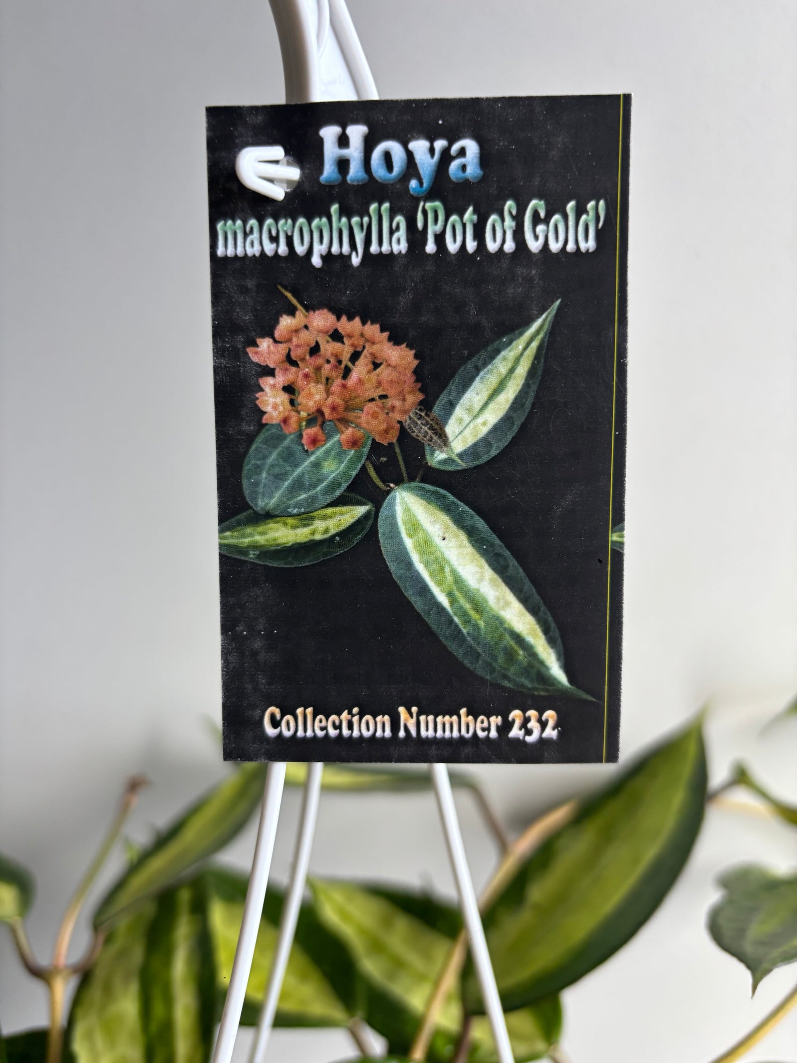 Hoya - Macrophylla ‘Pot of Gold’ Collection No. 232