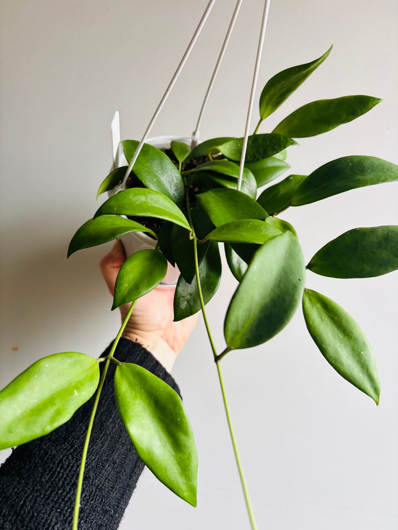 Hoya - Minahassae IML 1863 Collection No. 206