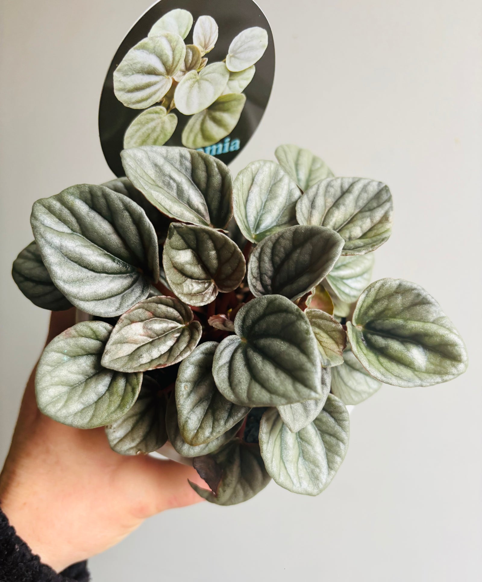 Peperomia - Frosty