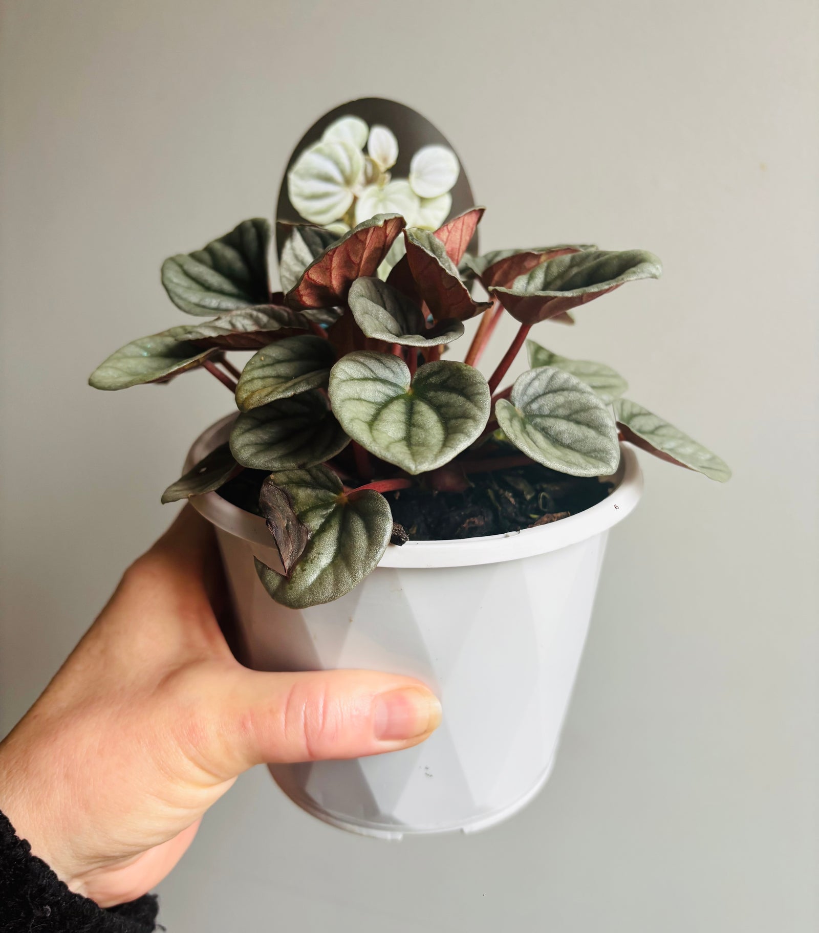 Peperomia - Frosty