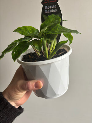 Calathea bella 'Network'