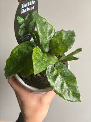 Calathea bella 'Network'