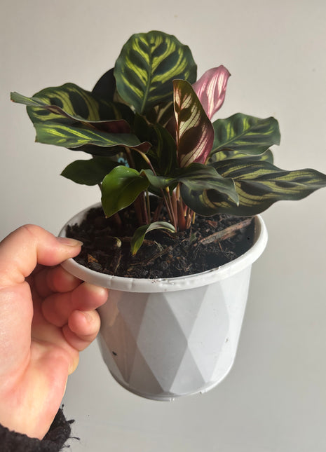 Calathea - Makoyana Peacock