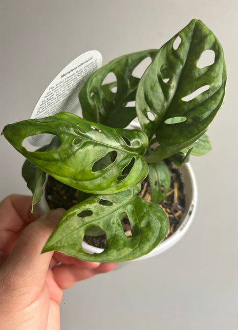 Monstera adansonii mini ‘Monkey Mask