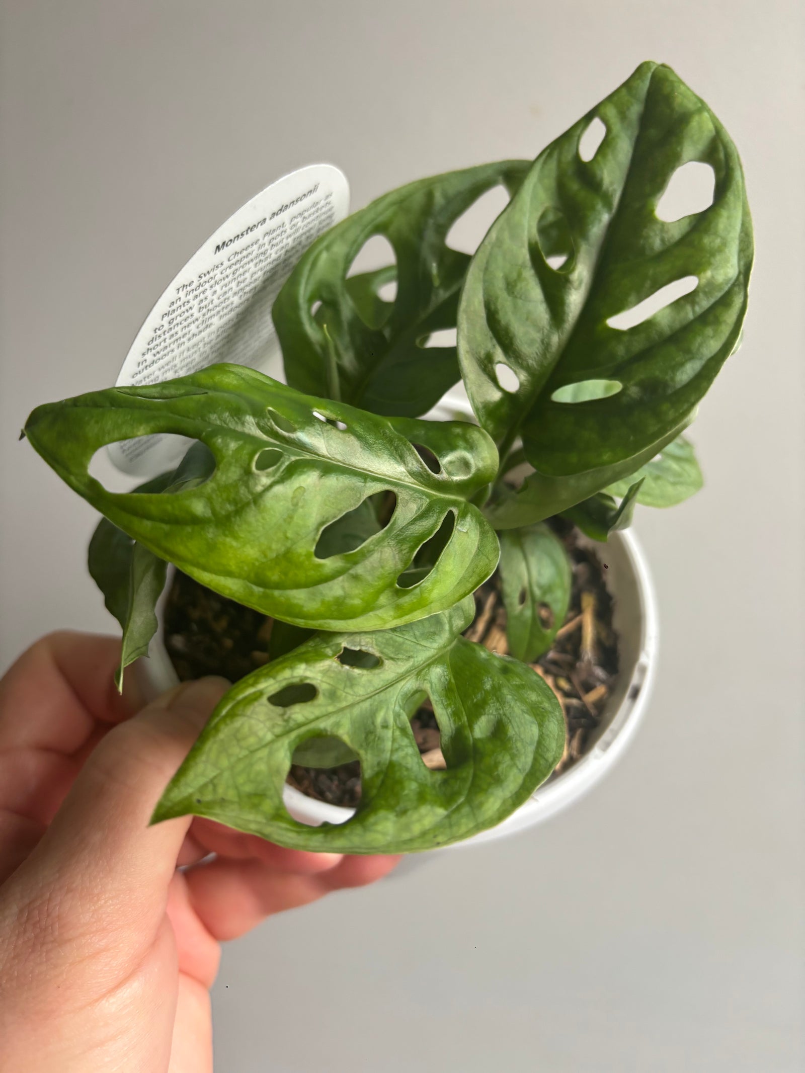 Monstera adansonii mini ‘Monkey Mask