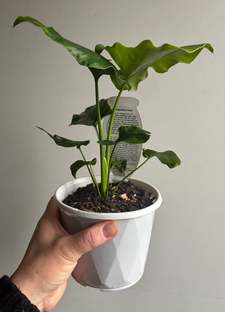 Philodendron - Hope