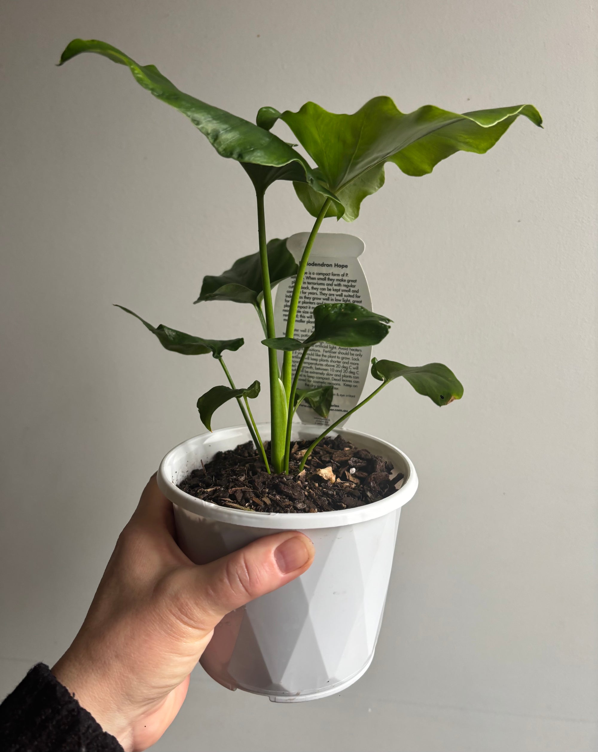 Philodendron - Hope
