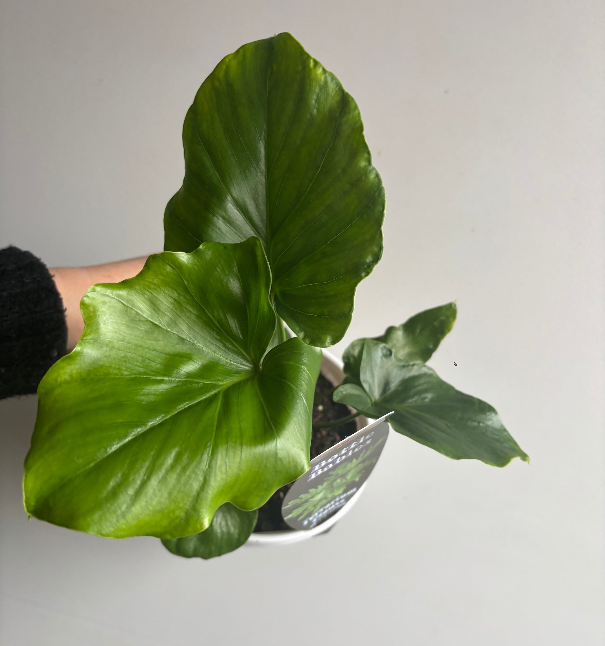 Philodendron - Hope