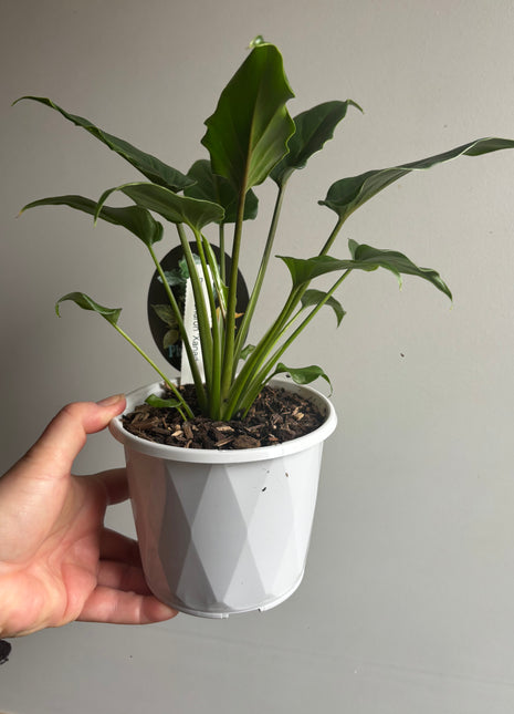 Philodendron - Xanadu