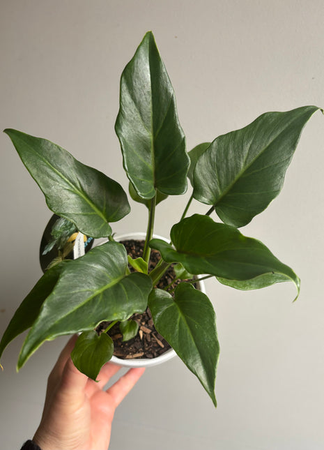 Philodendron - Xanadu