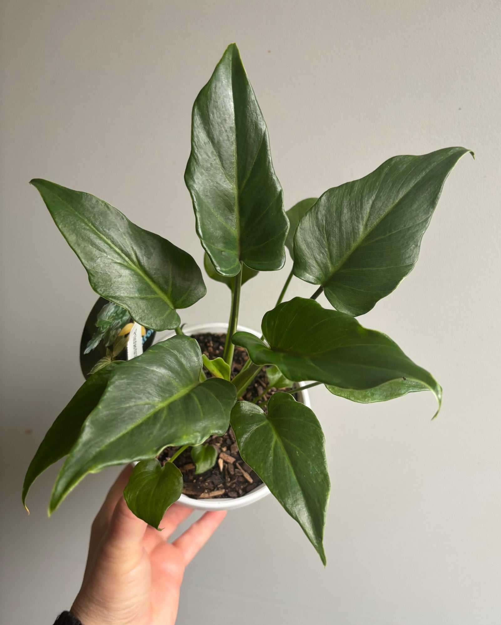 Philodendron - Xanadu