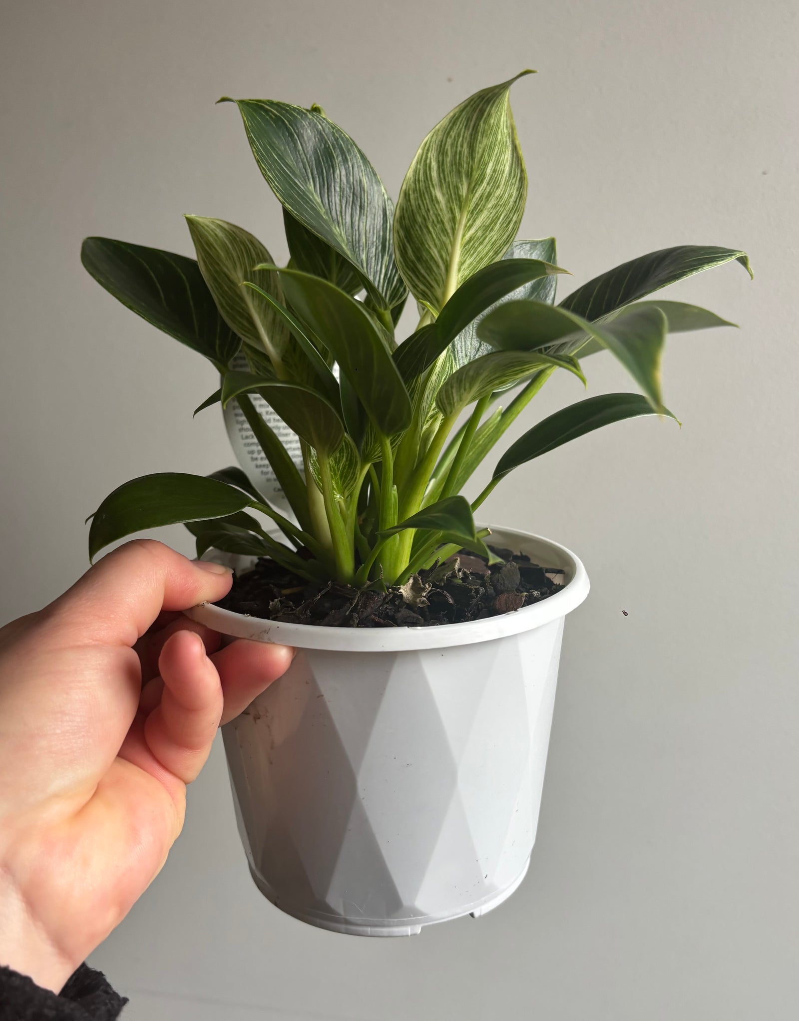 Philodendron - Birkin