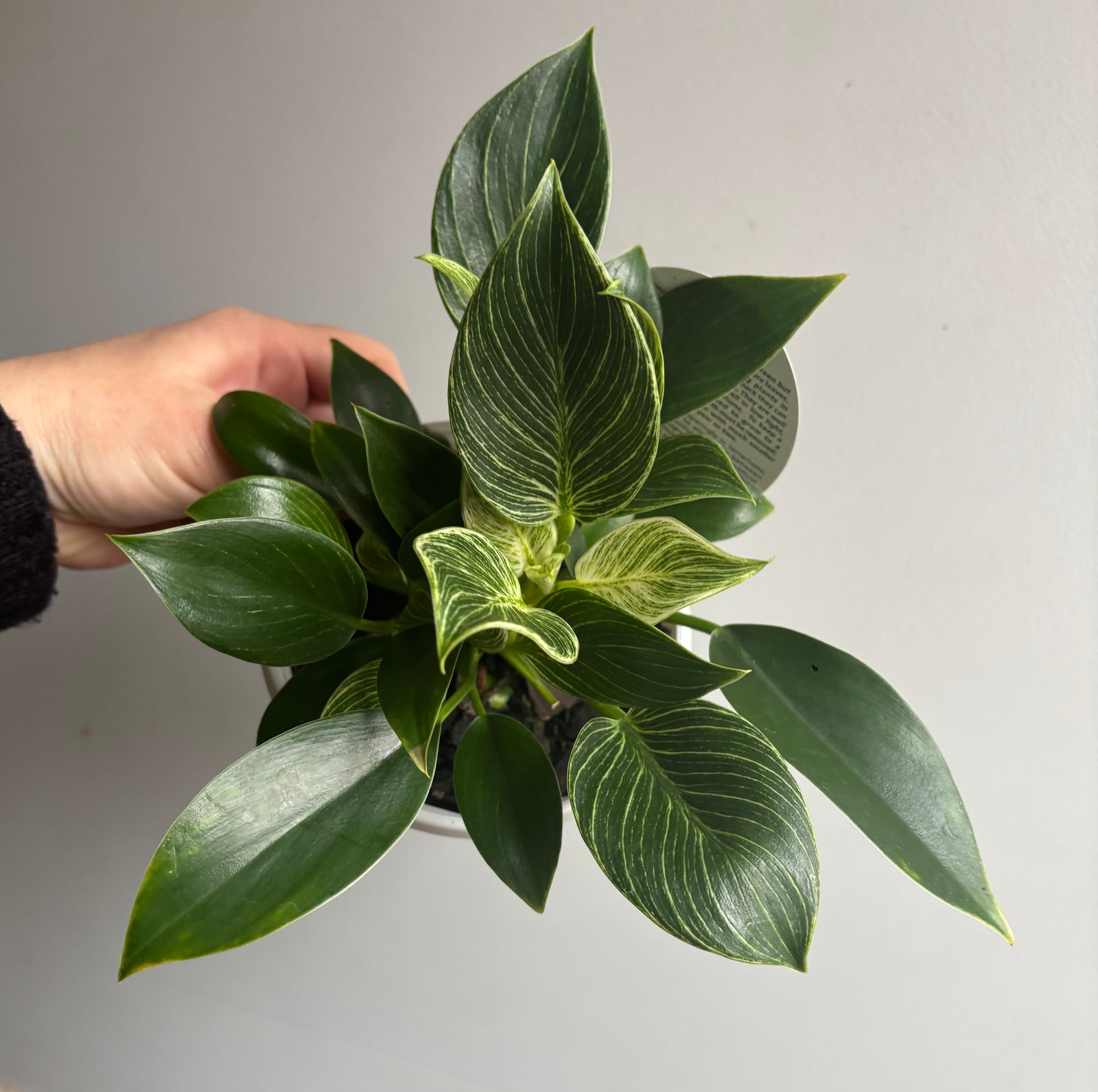 Philodendron - Birkin