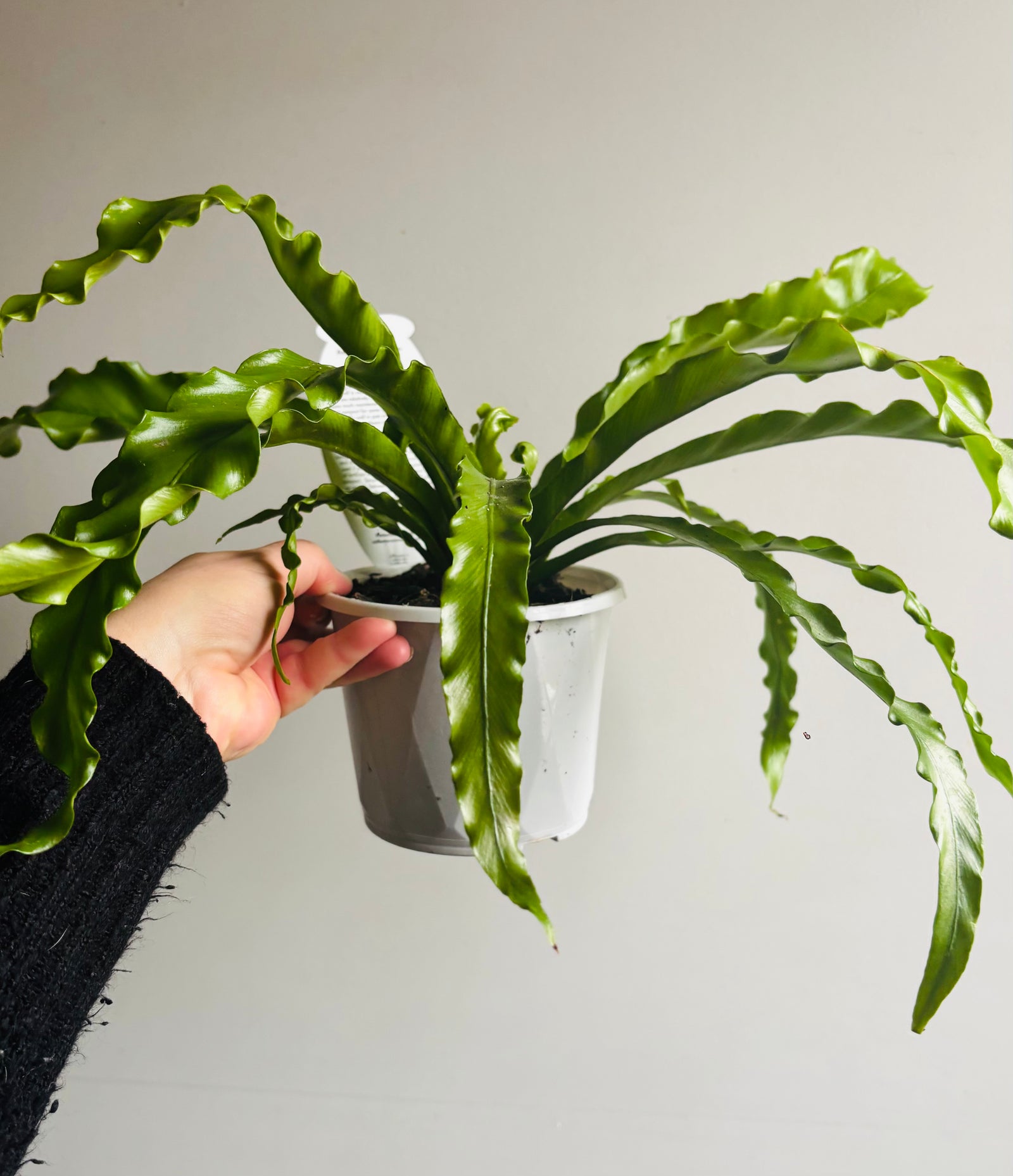 Asplenium antiquum cultivar - 'Victoria' Japanese Bird's Nest Fern
