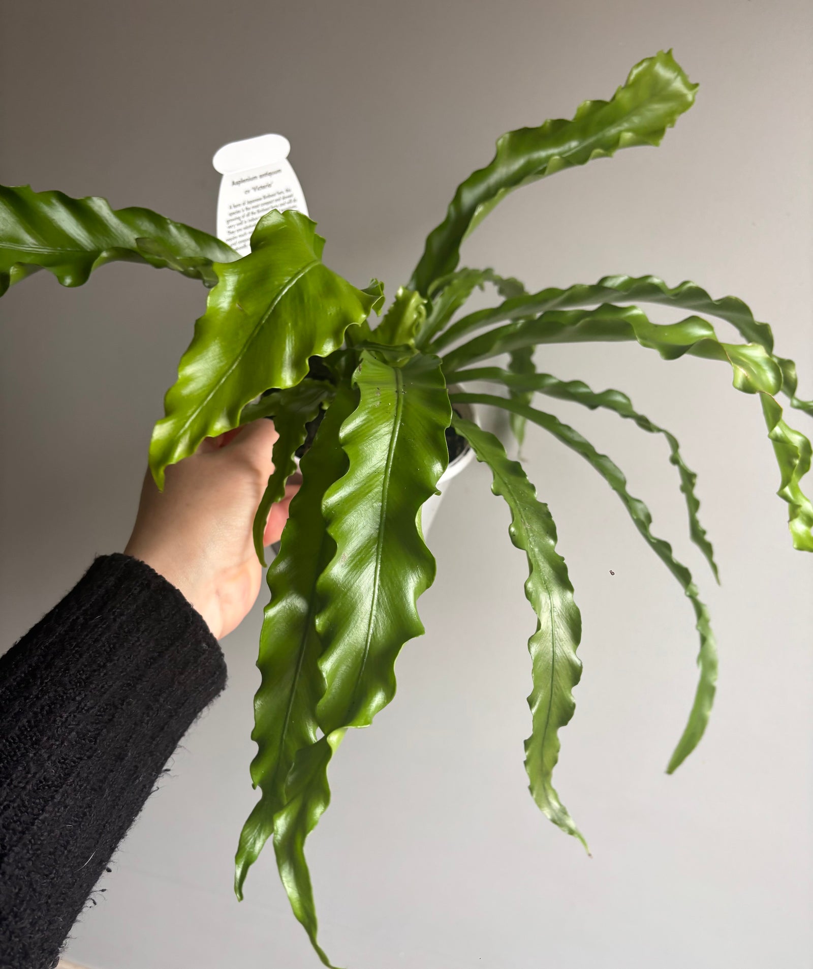 Asplenium antiquum cultivar - 'Victoria' Japanese Bird's Nest Fern