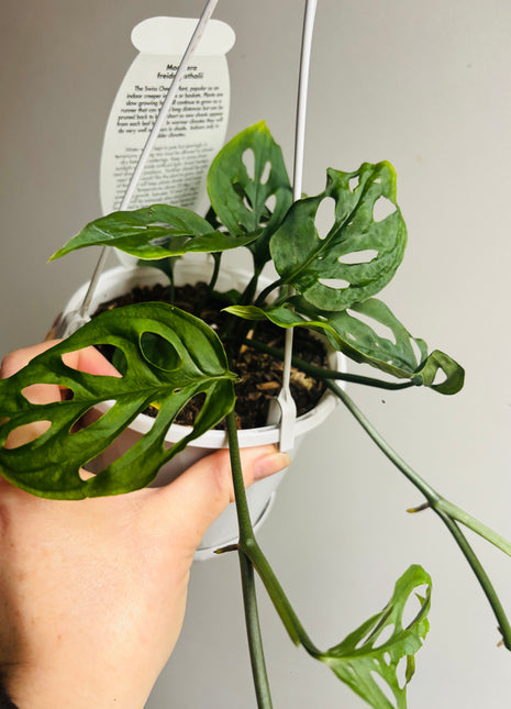 Monstera freidrichsthalii - Swiss Cheese Vine