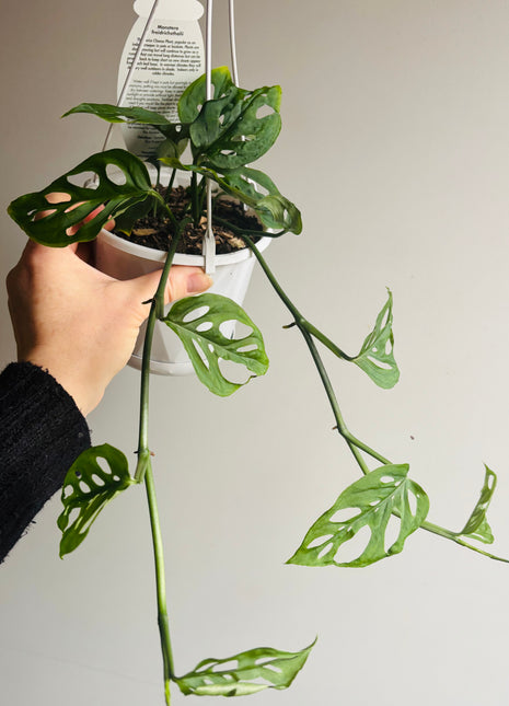 Monstera freidrichsthalii - Swiss Cheese Vine