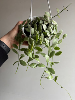 Dischidia oiantha variegata