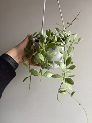 Dischidia oiantha variegata