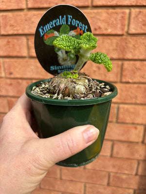 Sinningia Bullata - Emerald Forest