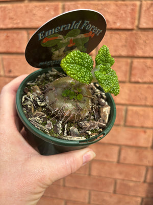 Sinningia Bullata - Emerald Forest