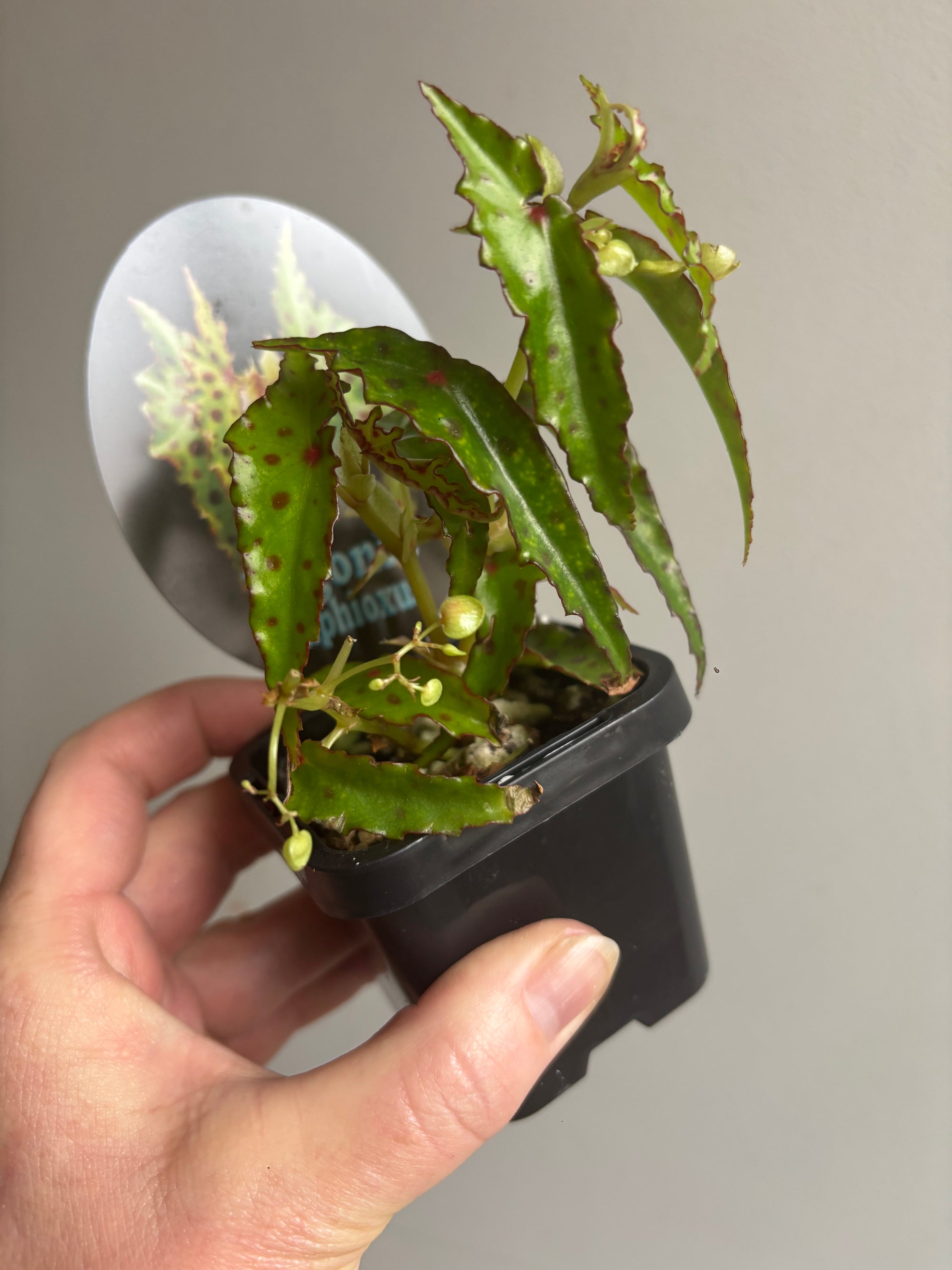 Begonia amphioxus