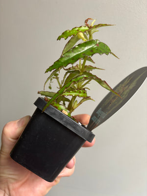 Begonia amphioxus