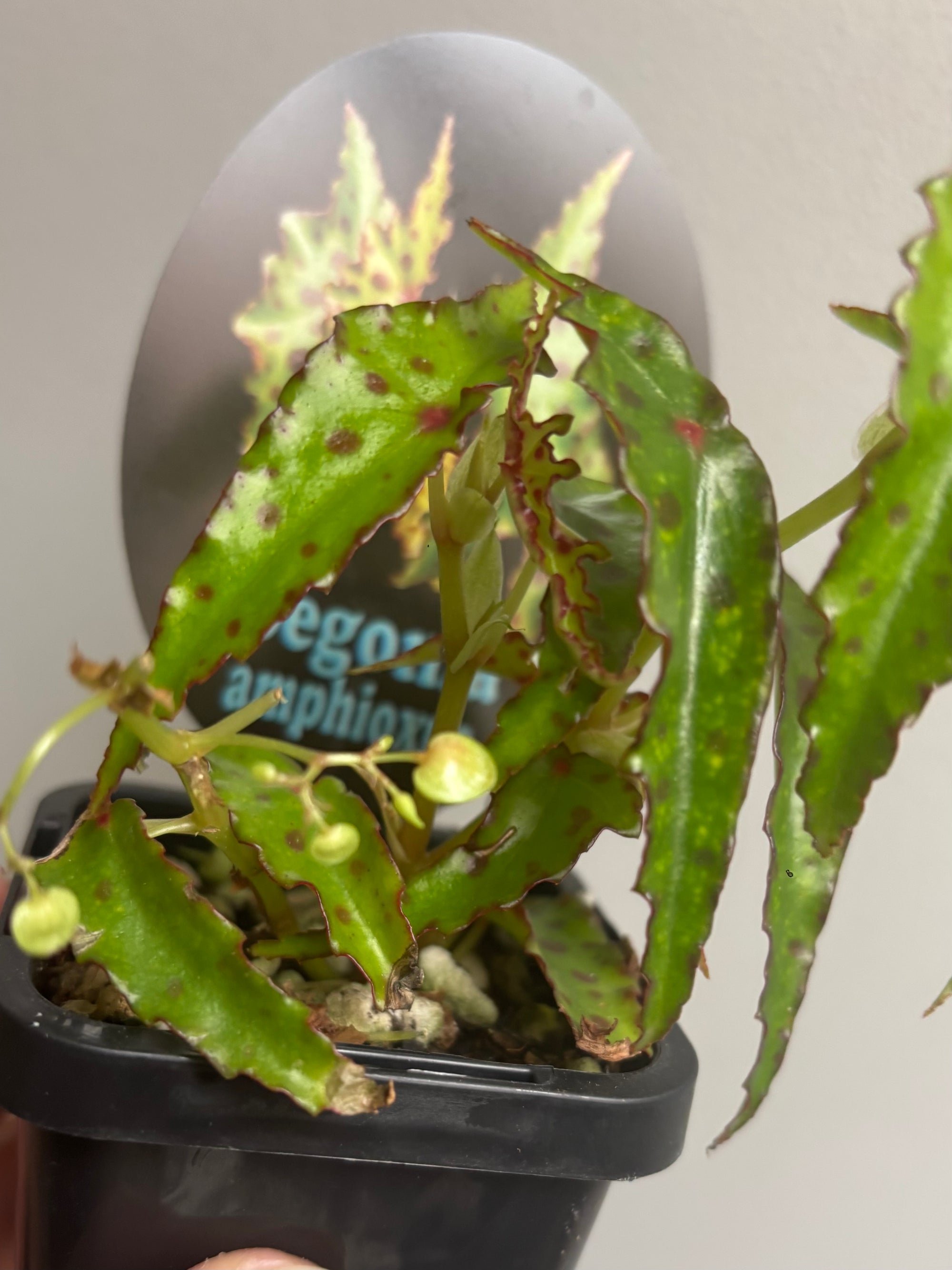 Begonia amphioxus
