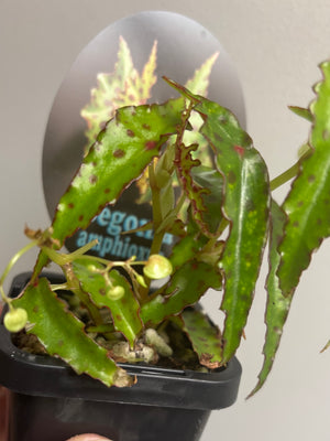 Begonia amphioxus