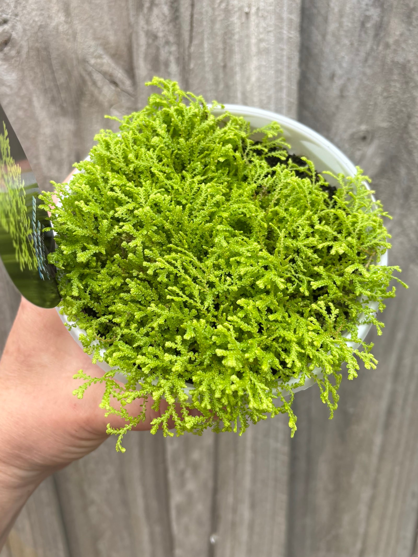 Selaginella kraussiana 'aurea' - Golden Carpet