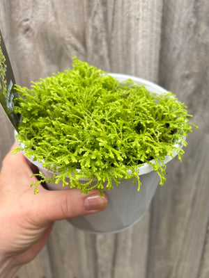 Selaginella kraussiana 'aurea' - Golden Carpet