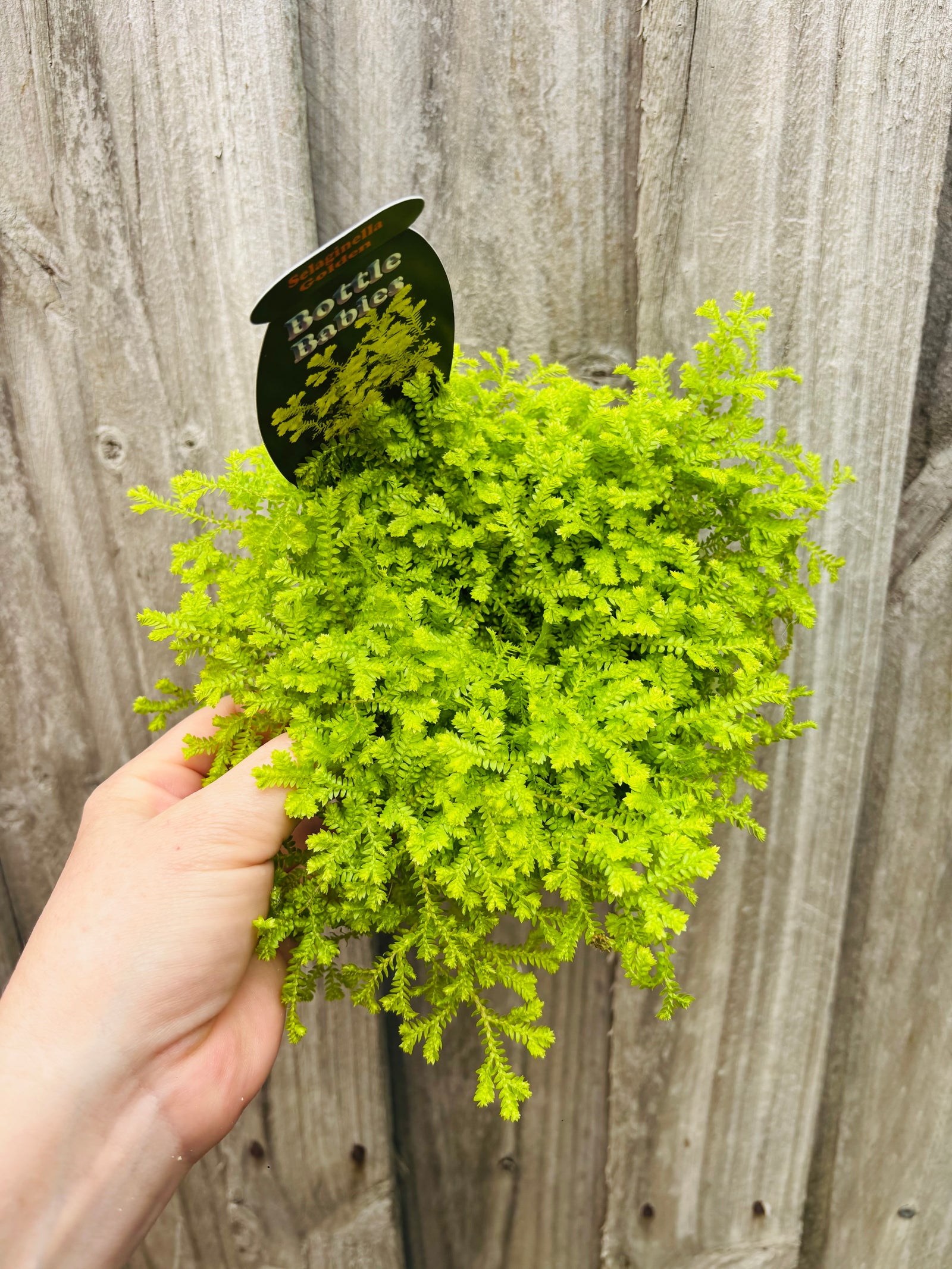 Selaginella kraussiana - Golden Spike Moss