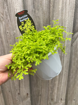 Selaginella kraussiana - Golden Spike Moss