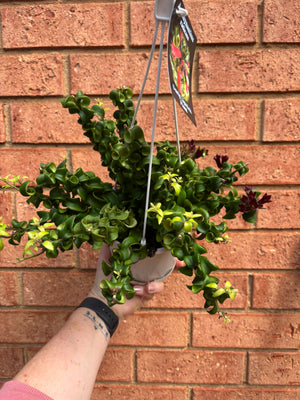 Curly Lipstick Plant (Curly) - Aeschynanthus radicans