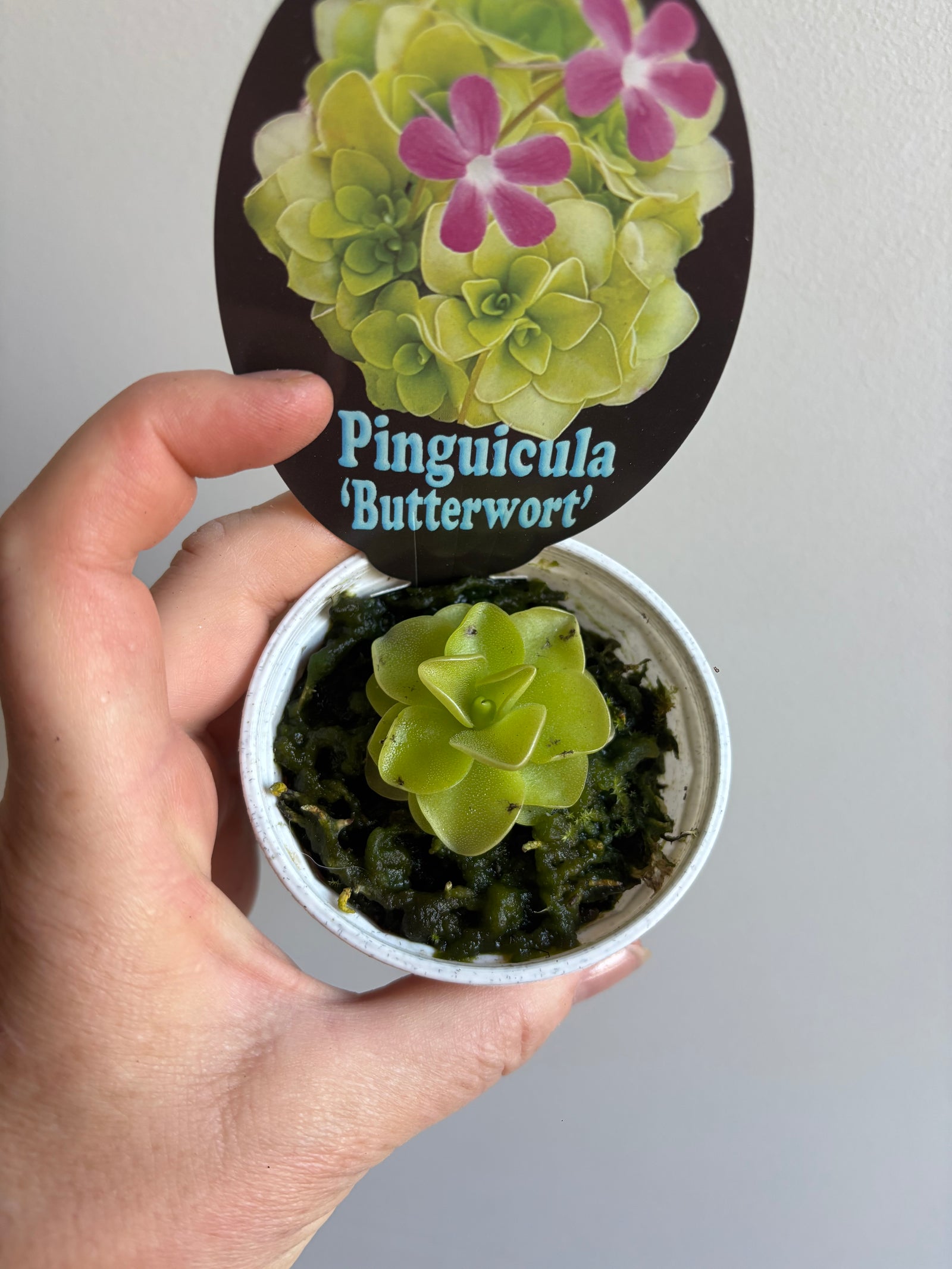 Pinguicula hybrids 'Butterworts'