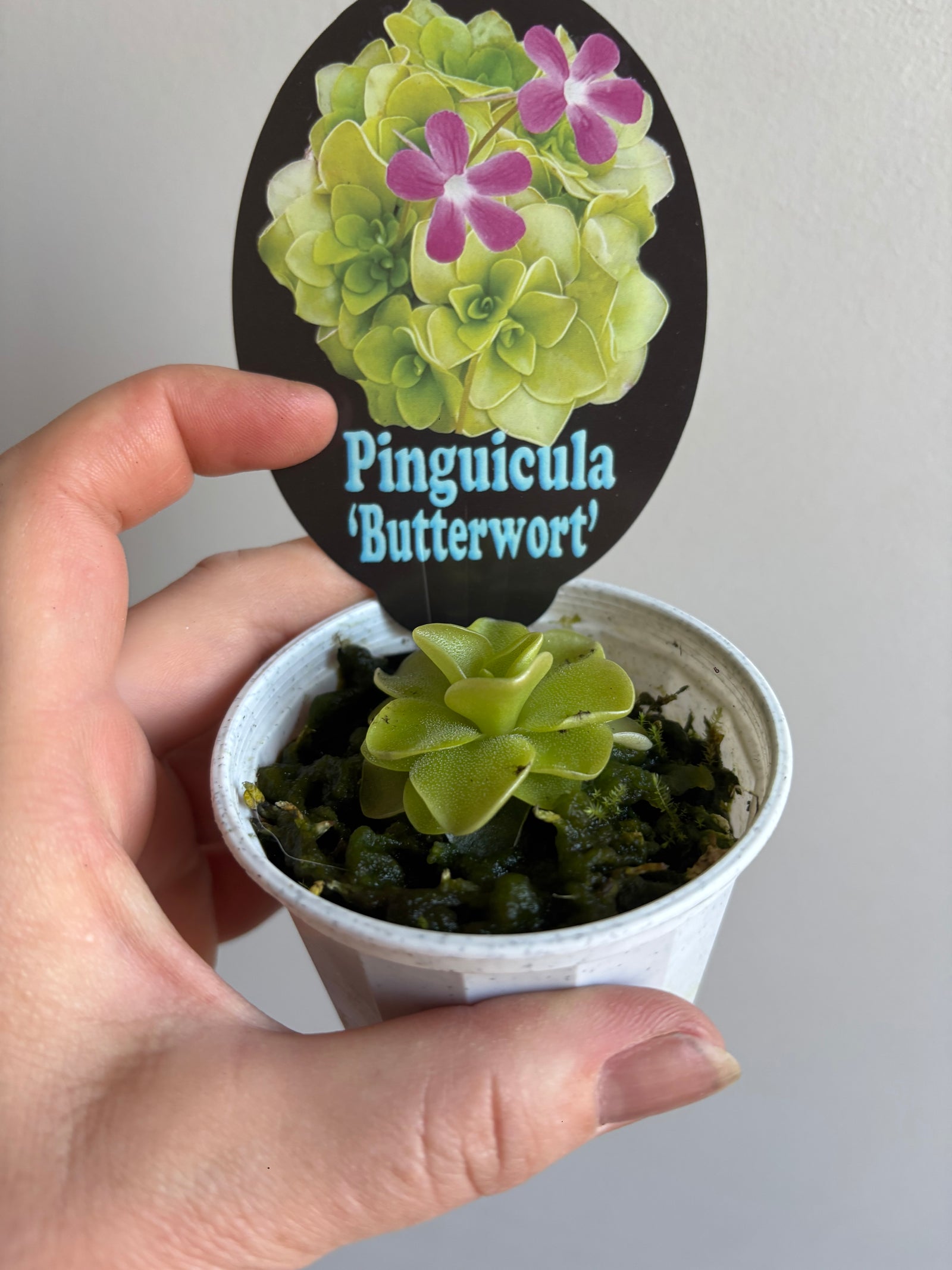 Pinguicula hybrids 'Butterworts'
