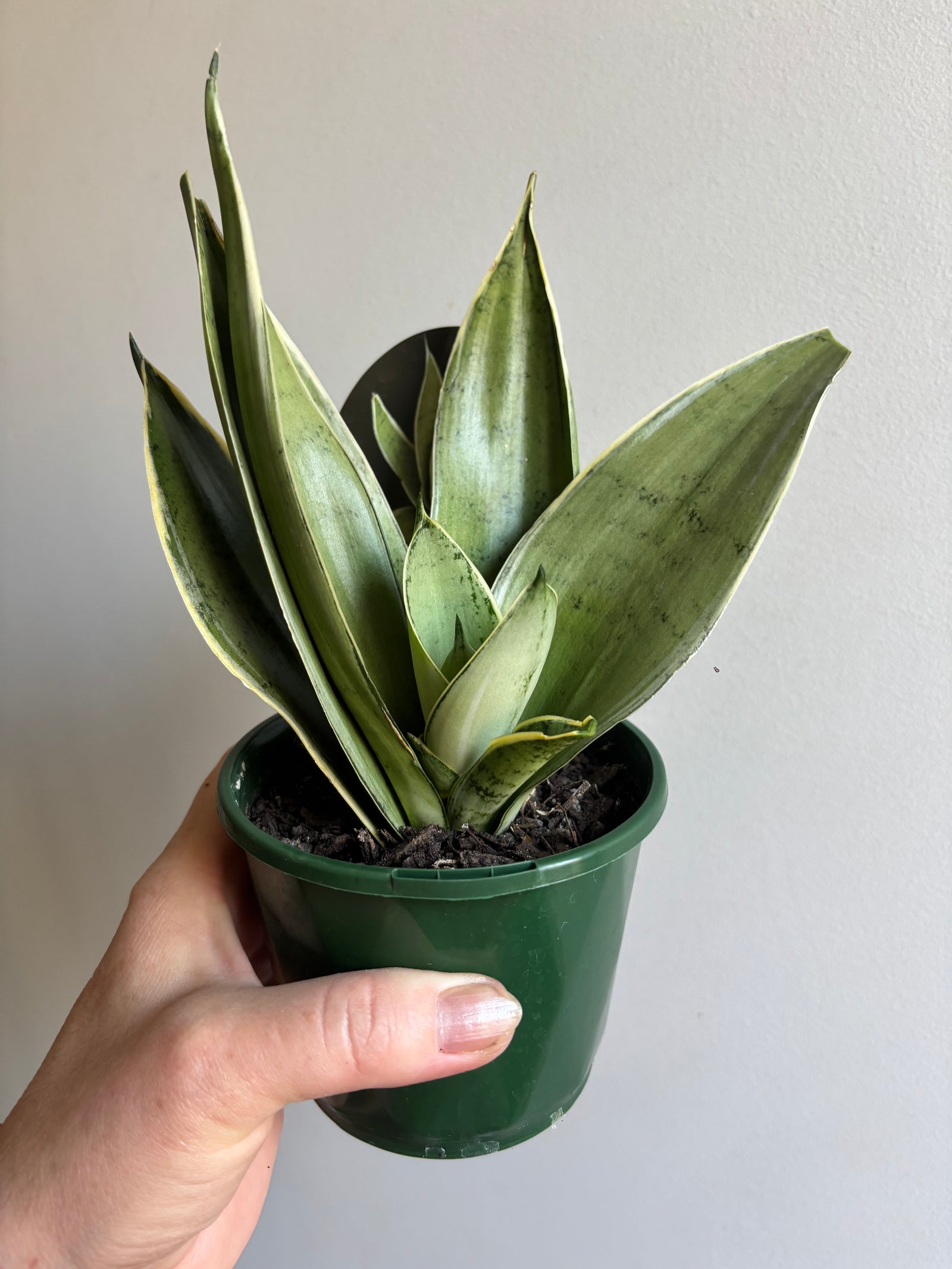 Sansevieria ‘Snow White Hahnii’