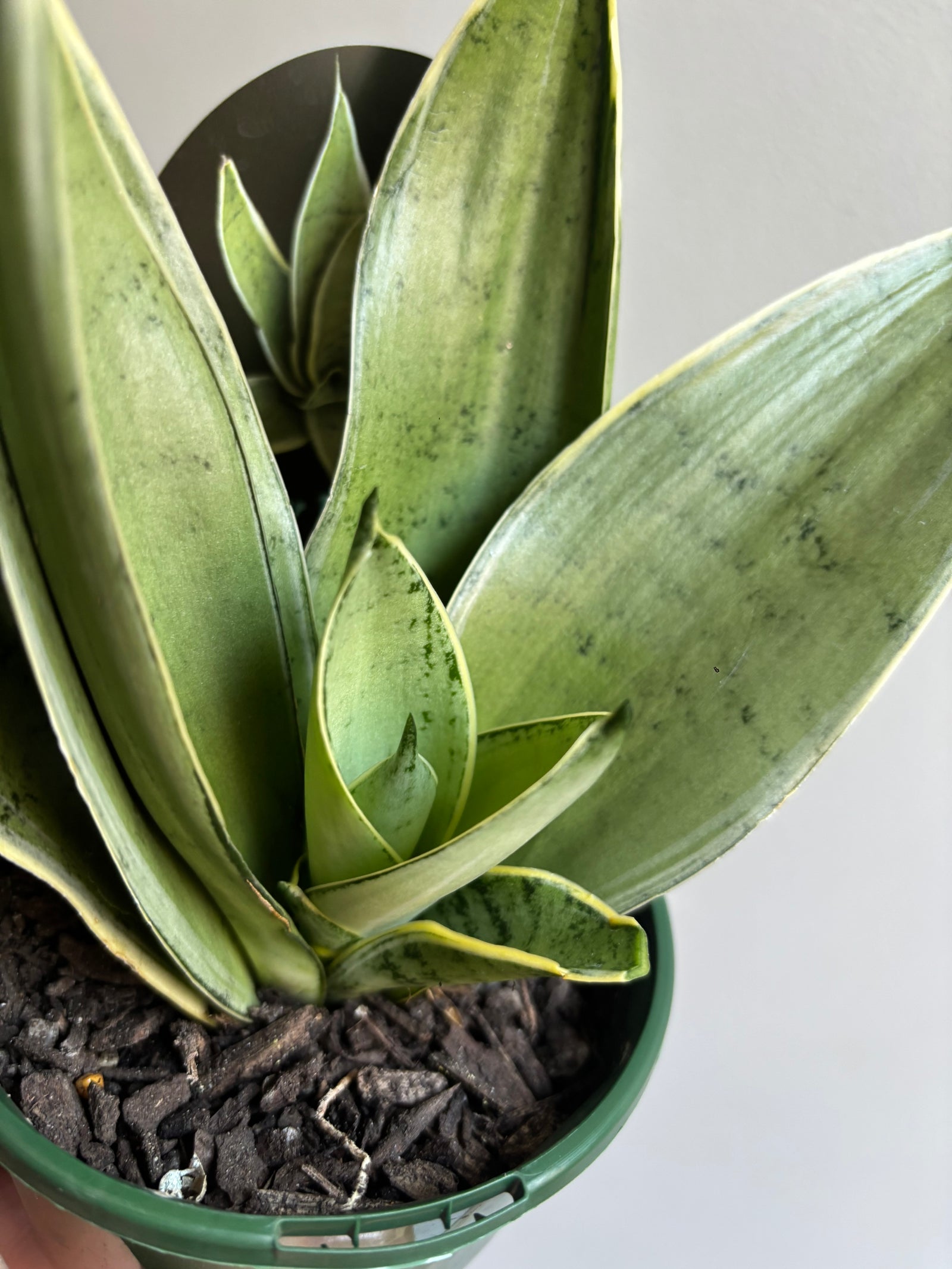 Sansevieria ‘Snow White Hahnii’