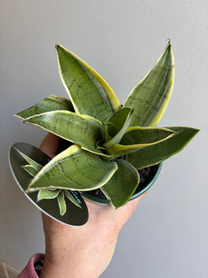 Sansevieria ‘Snow White Hahnii’