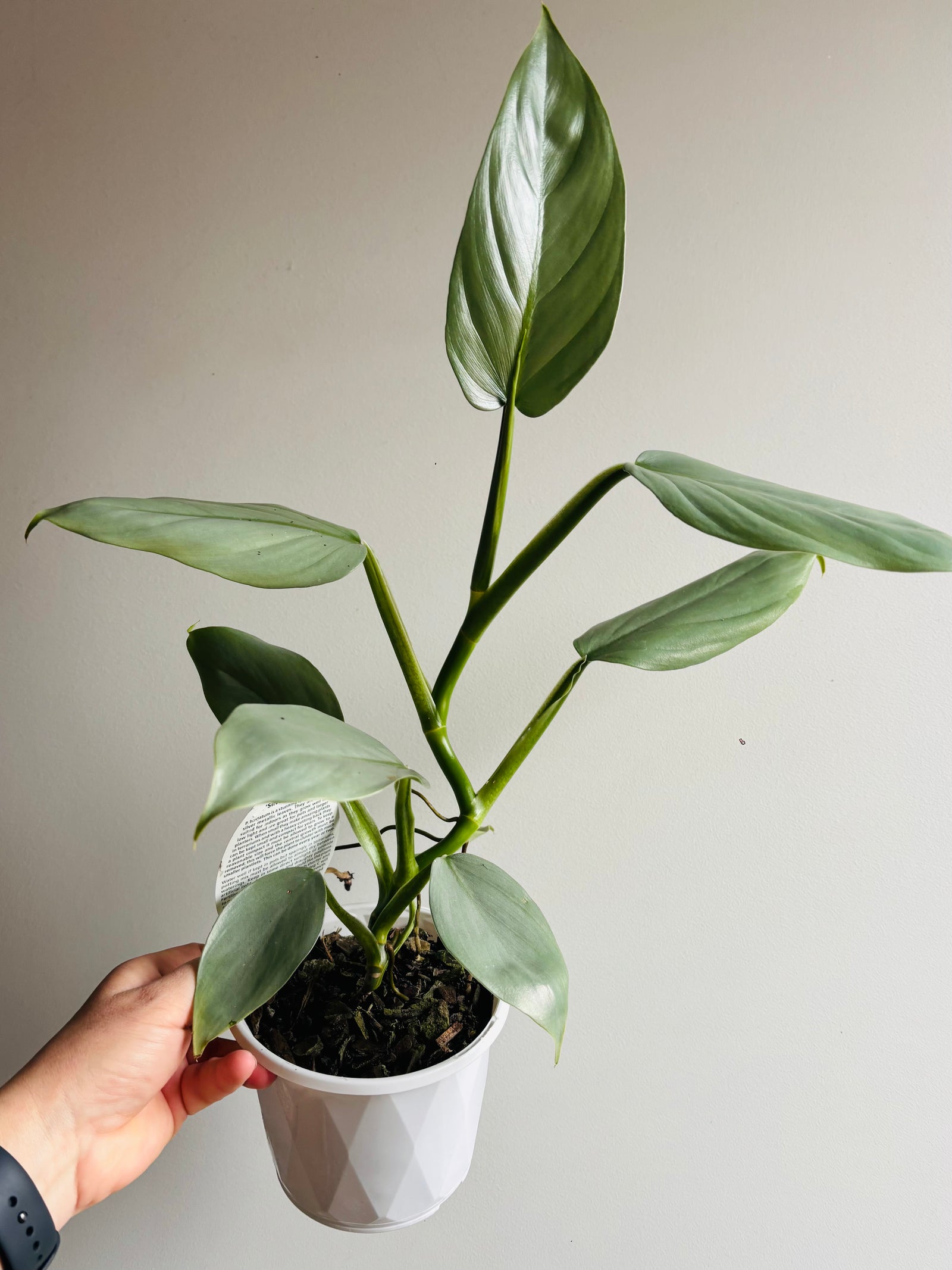 Philodendron 'Silver Sword'