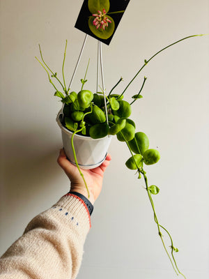 Dischidia Vidalii x sp Camiguin Island