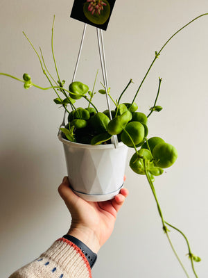 Dischidia Vidalii x sp Camiguin Island