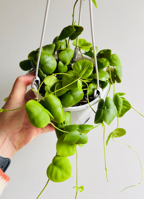 Dischidia cleistantha - previously platyphylla 'Solomon Islands'