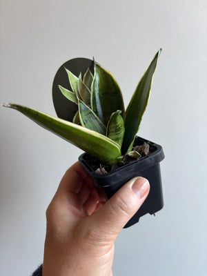 Sansevieria ‘Snow White Hahnii’