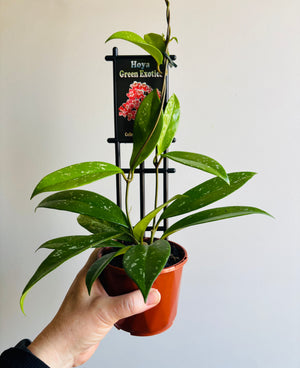 Hoya - Green Exotica Collection No. 31
